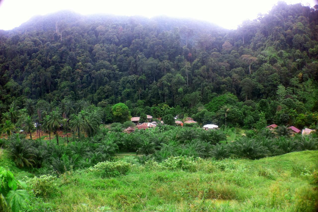 Green Lodge Tangkahan Esterno foto